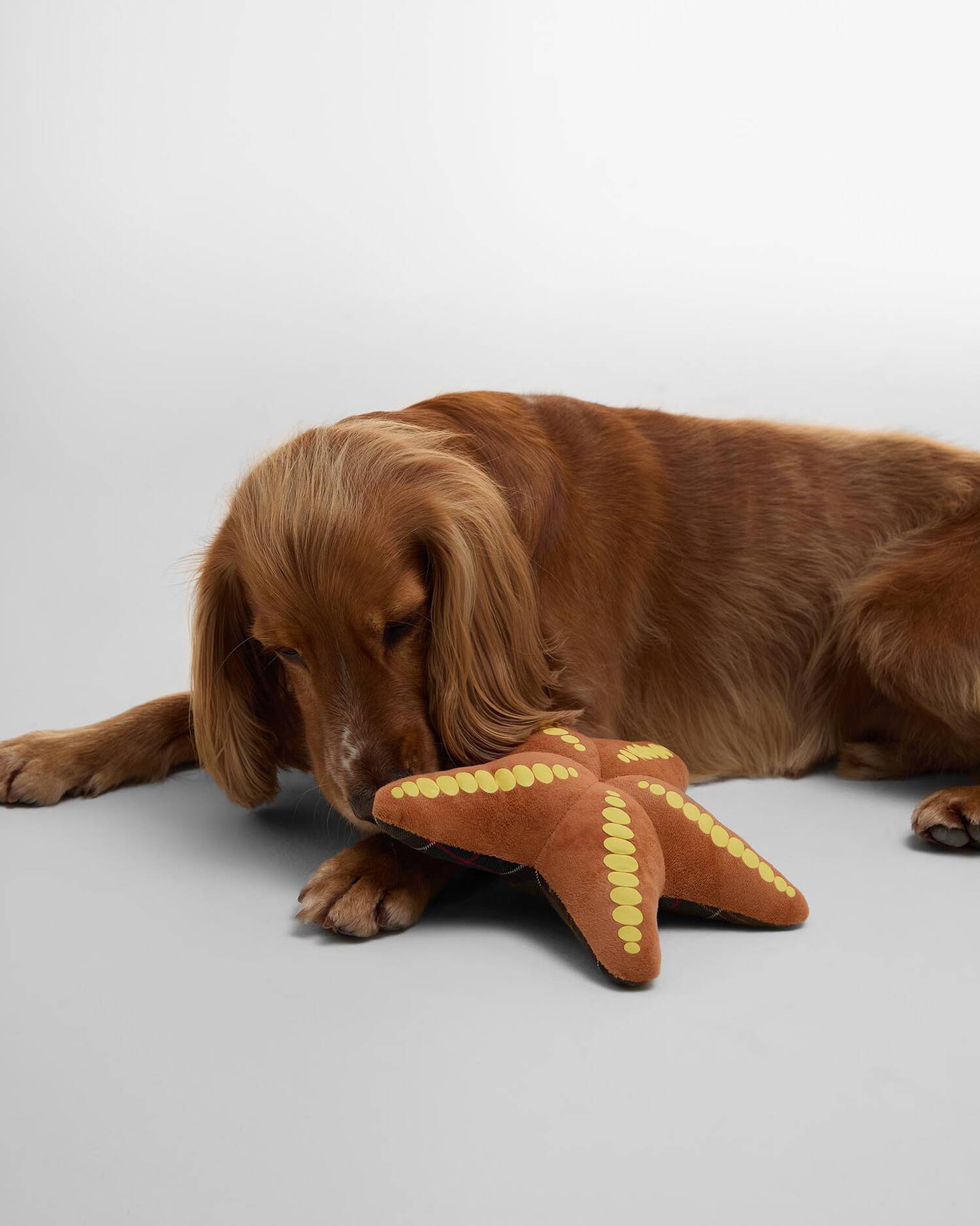 Barbour - Jouet Starfish Dog Toy