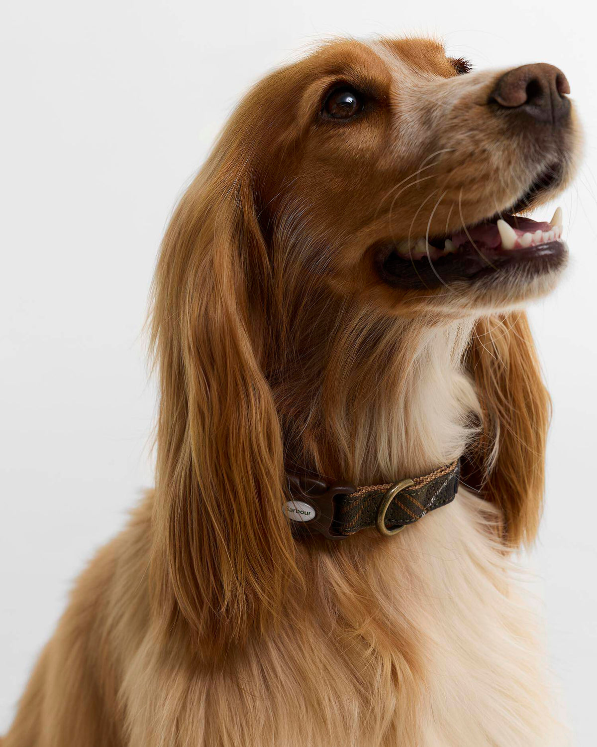 Barbour - Collier Dog Tartan Webbing Classic Tartan